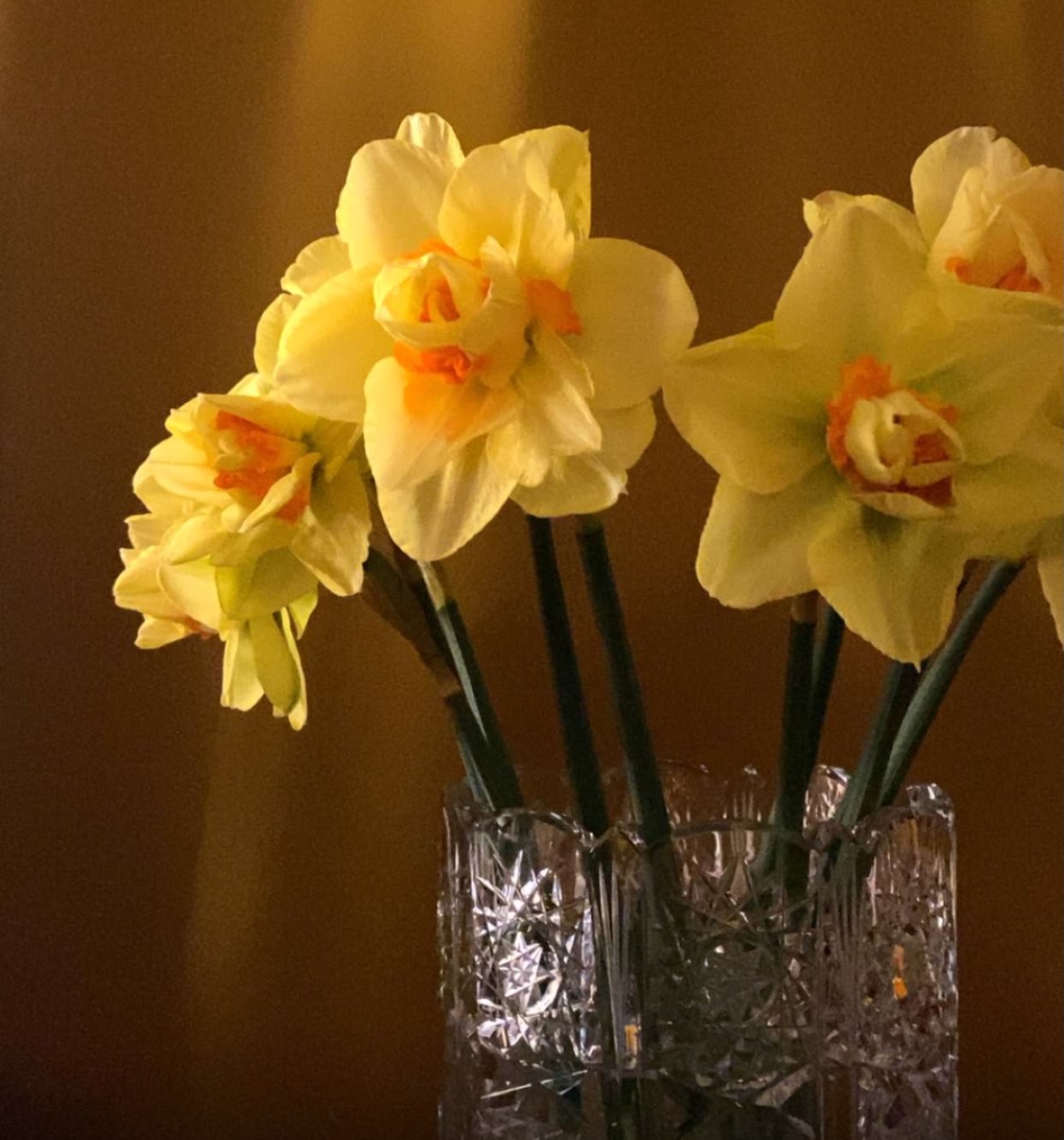 A picture of Bob's flower!